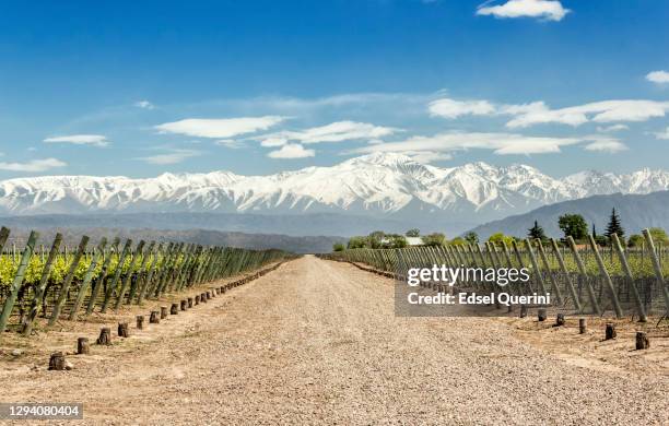 die weinberge von lujan de cuyo in der weinregion mendoza in argentinien. - argentinien stock-fotos und bilder