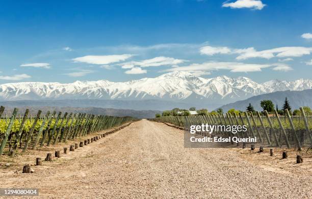 lujan de cuyo's wijngaarden in het wijngebied mendoza, argentinië. - argentine stockfoto's en -beelden