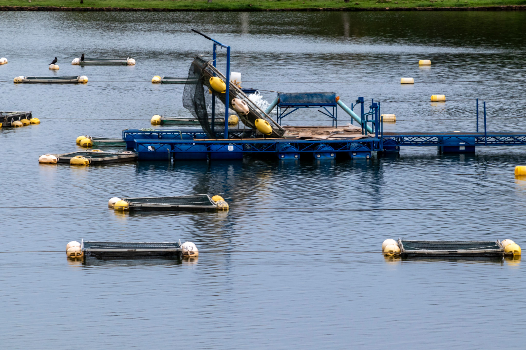Tanks used for raising tilapia on a fish farm in Brazil Tanks used for raising tilapia on a fish farm in Brazil