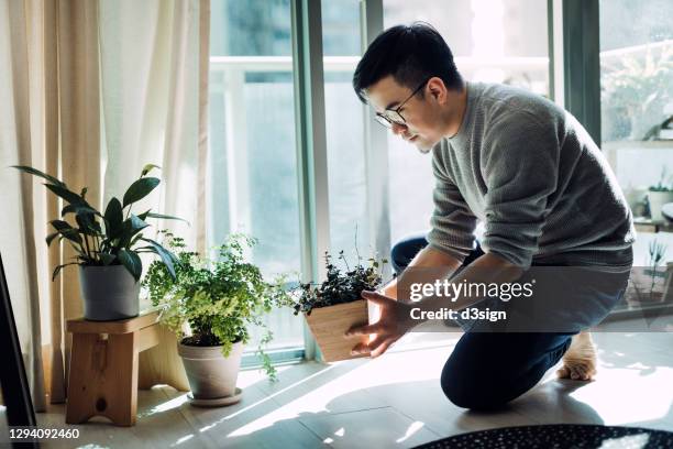 cheerful young asian man enjoying his time at home. he is taking care and watering plants in the living room by the balcony in the morning - houseplant care stock pictures, royalty-free photos & images