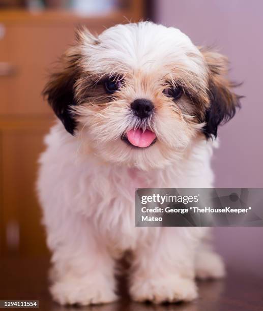 ma pink tongue - shih tzu stock pictures, royalty-free photos & images