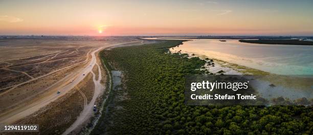 mangrove strand en bos in um al quwain emiraat van de vae - mangroves stockfoto's en -beelden