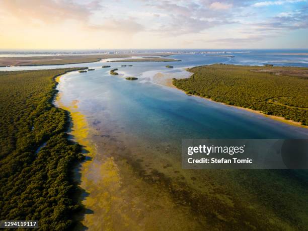 playa de manglares y bosque en el emirato umm al quwain de los eau - pantanal fotografías e imágenes de stock