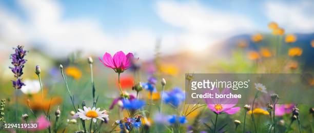 idyllic meadow - flores fotografías e imágenes de stock