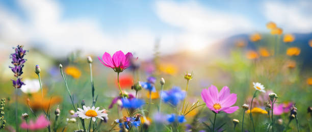 idyllic meadow - spring landscape stock pictures, royalty-free photos & images