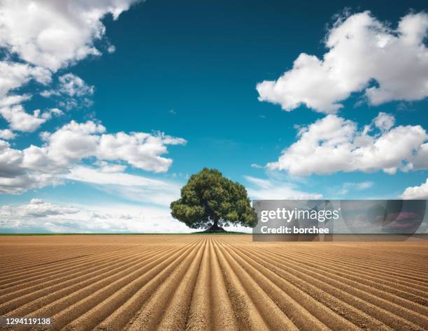 campo arado com árvore solitária - árvore isolada - fotografias e filmes do acervo