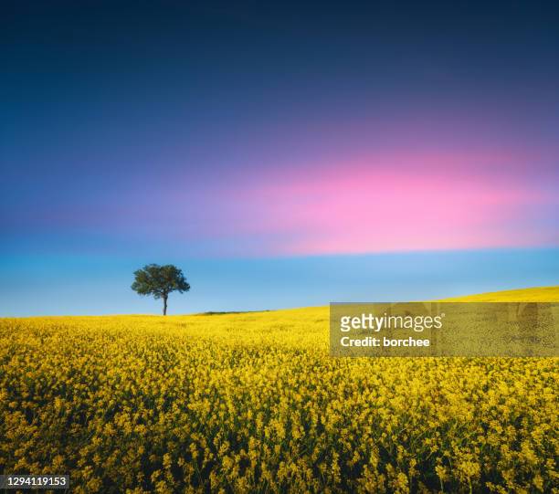 tuscany field at sunset - single tree stock pictures, royalty-free photos & images