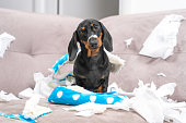 Mess dachshund puppy was left at home alone,  started making a mess. Pet tore up furniture and chews home slipper of owner. Baby dog is sitting in the middle of chaos, gnawed clothes, looks piteously