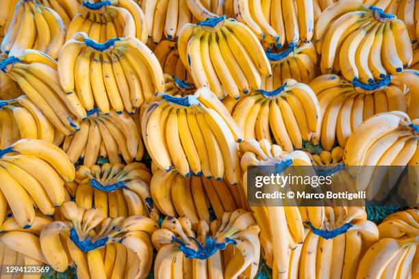 bunches of bananas - banana tree stock pictures, royalty-free photos & images