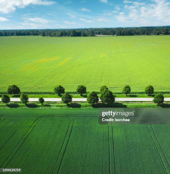 aerial view on colorful spring fields - tree line field stock pictures, royalty-free photos & images