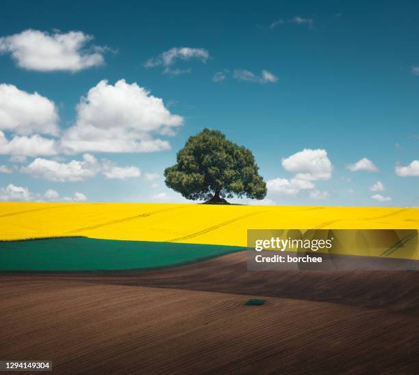Rapre Tree 7,137 Rape Tree Stock Photos, High-Res Pictures, and Images - Getty Images