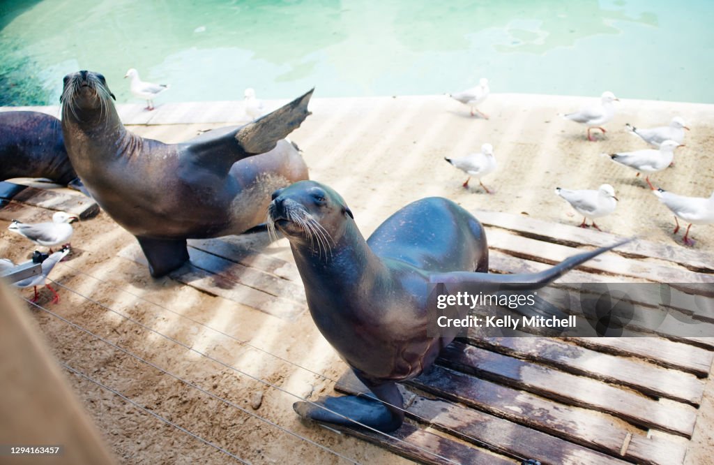 Seals dancing