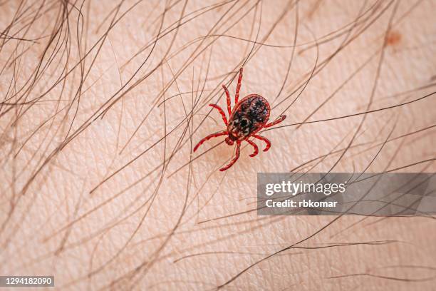 a red blood sucking insect mite crawls along a hairy arm on human skin. danger of being bitten and contracting encephalitis - blutsaugen stock-fotos und bilder