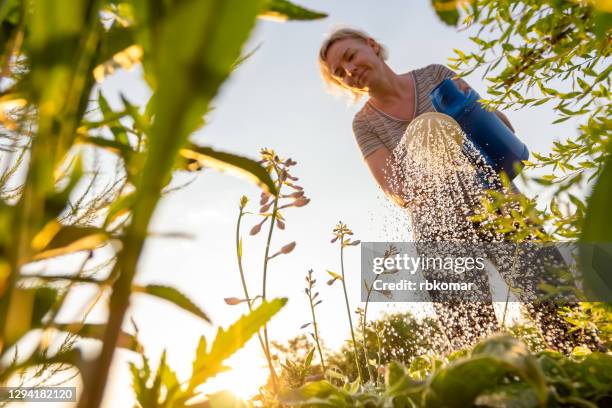 candid smiling gardener takes care of the plants and flowers in the flowerbed while working in the domestic garden - 水やり ストックフォトと画像