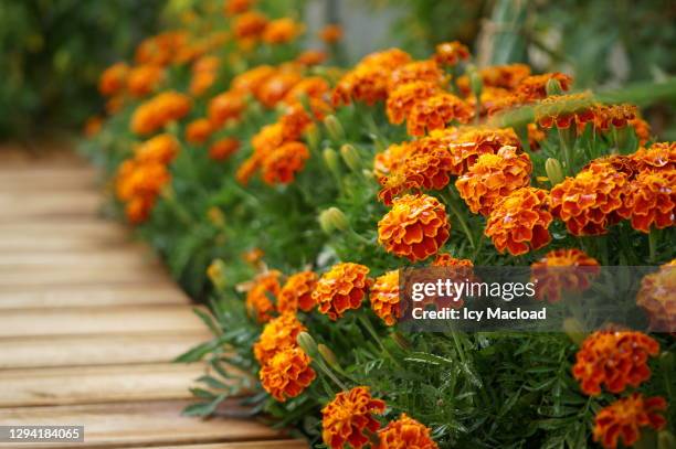 blooming turkey carnation - calendula stock pictures, royalty-free photos & images