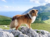 Shetland Sheepdog on Mountain