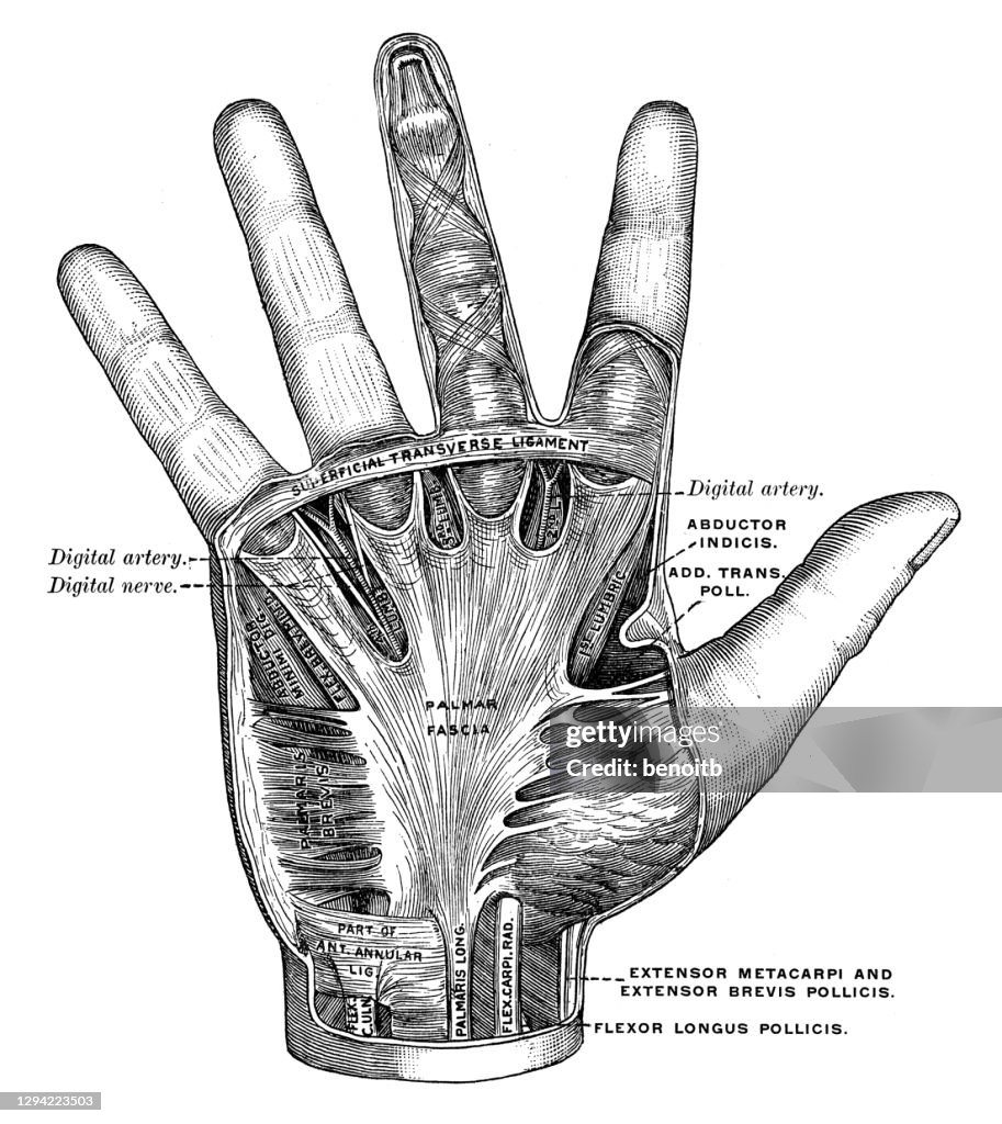 Hanmd Hand Anatomy High-Res Vector Graphic - Getty Images