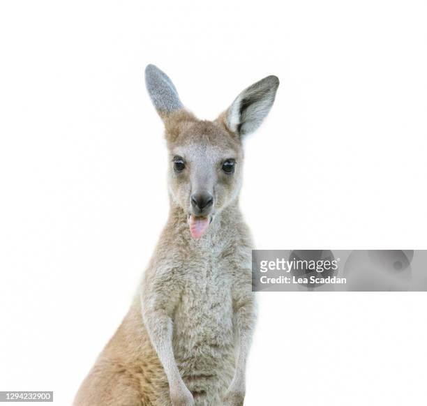 young joey - känguru stock-fotos und bilder