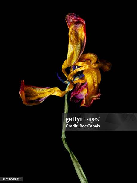 drooping tulip - broken vase stock pictures, royalty-free photos & images