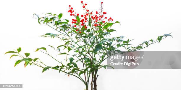 nandina - branch plant part fotografías e imágenes de stock