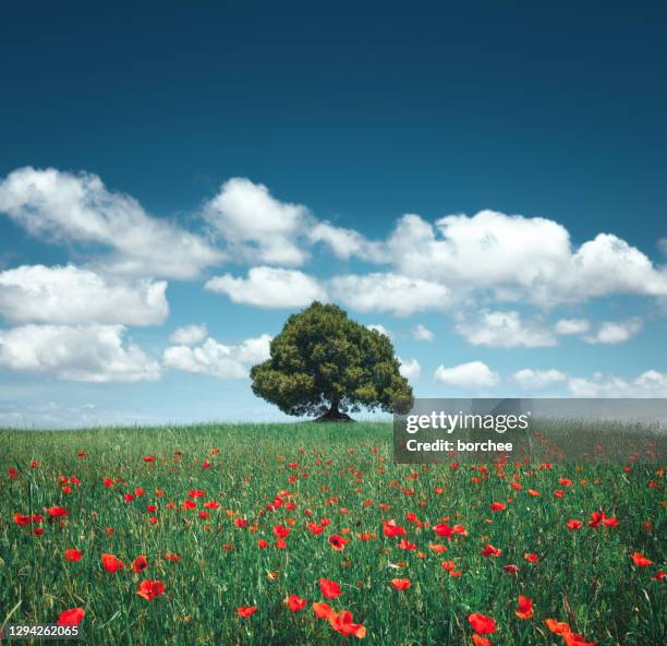poppy field with lone tree - single tree imagens e fotografias de stock