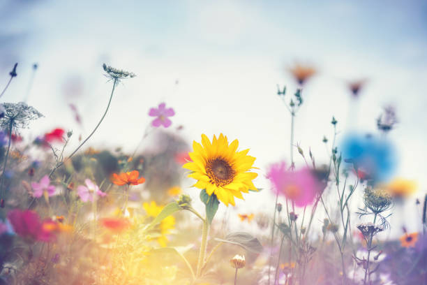 summer meadow - spring landscape stock pictures, royalty-free photos & images