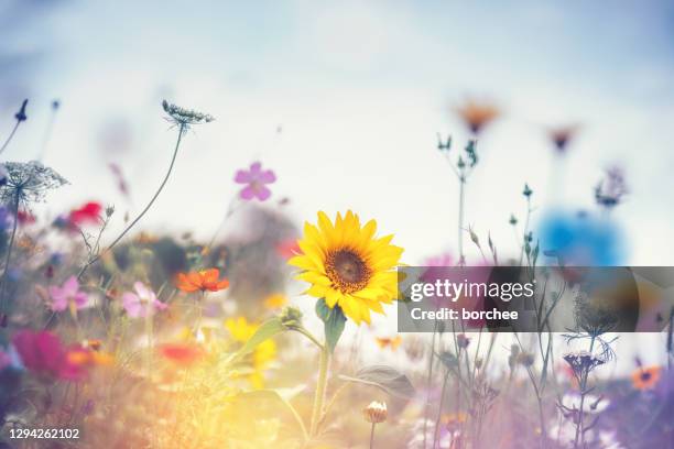 summer meadow - helianthus stock pictures, royalty-free photos & images