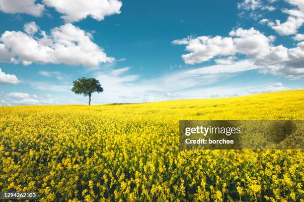 yellow field - single tree stock pictures, royalty-free photos & images
