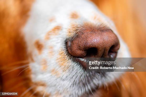 snout of a mixed-breed cocker spaniel dog pet - snout stock-fotos und bilder
