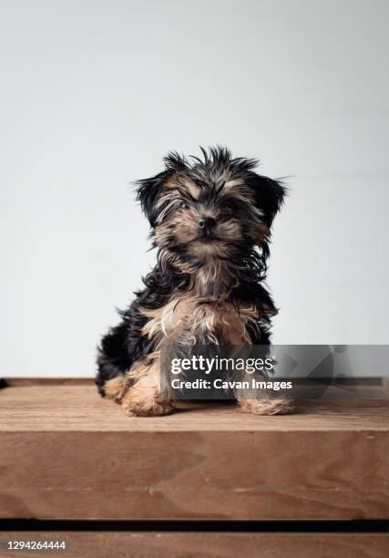 portrait of a cute teacup morkie puppy sitting on wooden crate. - puppy crate stock pictures, royalty-free photos & images