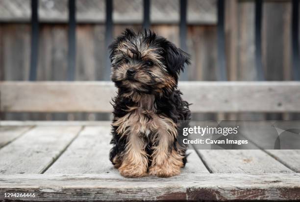 cute teacup morkie puppy sitting outside on a wooden deck. - yorkshire terrier stock pictures, royalty-free photos & images