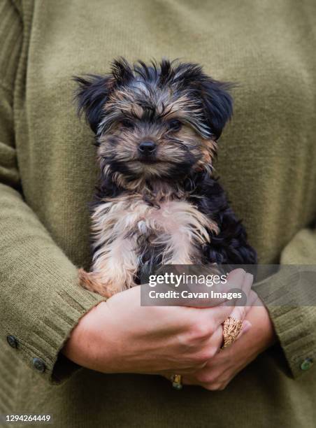 close up of the hands of a woman holding a cute morkie puppy. - black hairy women bildbanksfoton och bilder