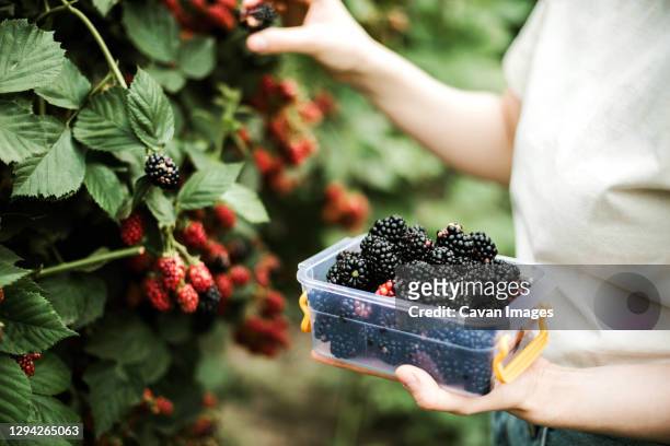 cropped image of woman harvesting blackberries from plants at fa - blackberry fotografías e imágenes de stock