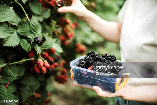 cropped image of woman harvesting blackberries from plants at fa - bramen stockfoto's en -beelden