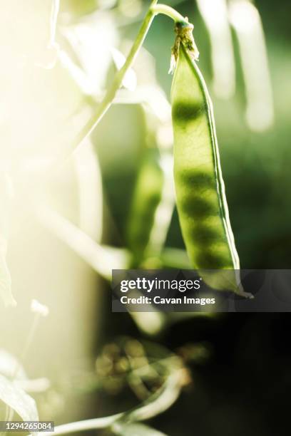 peas on the vine covered from  garden - サヤエンドウ ストックフォトと画像