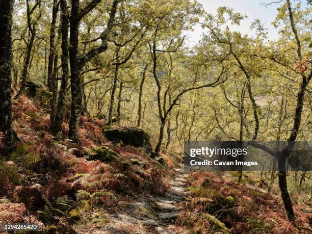 hiking trail in portuguese forest on the way to marvao - マルバオ ストックフォトと画像