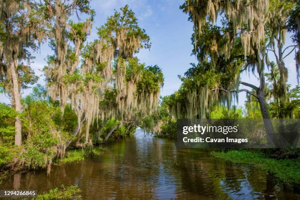 des allemands, louisiana bayou scenic - swamp stock pictures, royalty-free photos & images