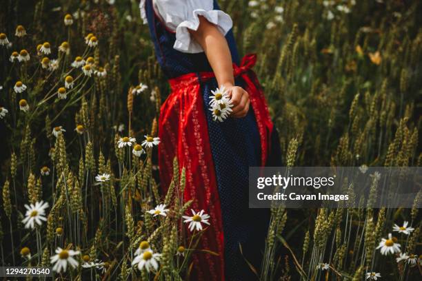 girl wearing traditional dress picking daisies at field on sunny day - dirndl stock pictures, royalty-free photos & images