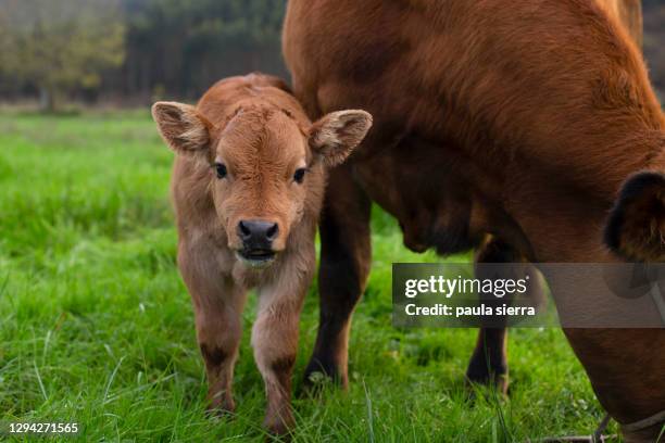 calf and cow - cute cow stock pictures, royalty-free photos & images