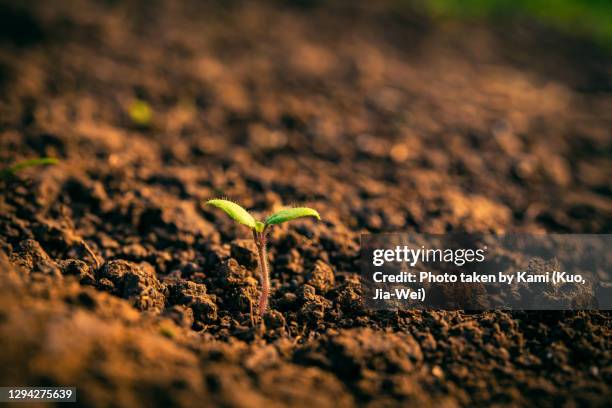 close-up of grass seedling on the dirt - seed ストックフォトと画像