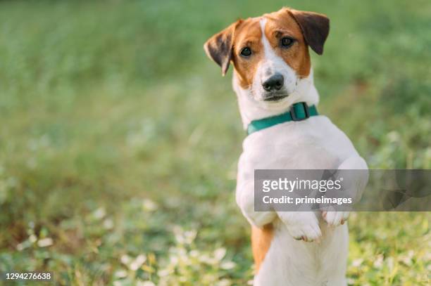 655 Funny Jack Russell Photos and Premium High Res Pictures - Getty Images