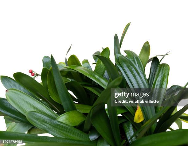 clivia flower in a pot on a white background. - jungle leafs stock pictures, royalty-free photos & images