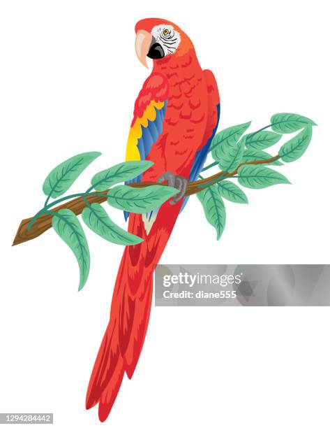 scharlach ara papagei thron auf einem zweig - scarlet macaw stock-grafiken, -clipart, -cartoons und -symbole