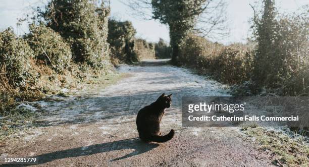 young black cat sitting on a frosty path - black coat stock pictures, royalty-free photos & images