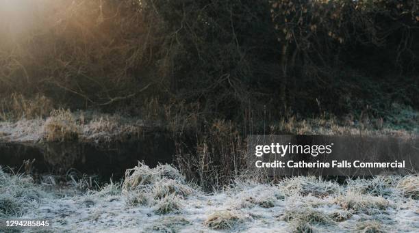 long grass and mounds of land weighed down by heavy frost beside a frozen canal - schneeregen stock-fotos und bilder