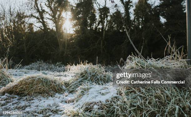 long grass and mounds of land weighed down by heavy frost, in winter. - sleet stock pictures, royalty-free photos & images