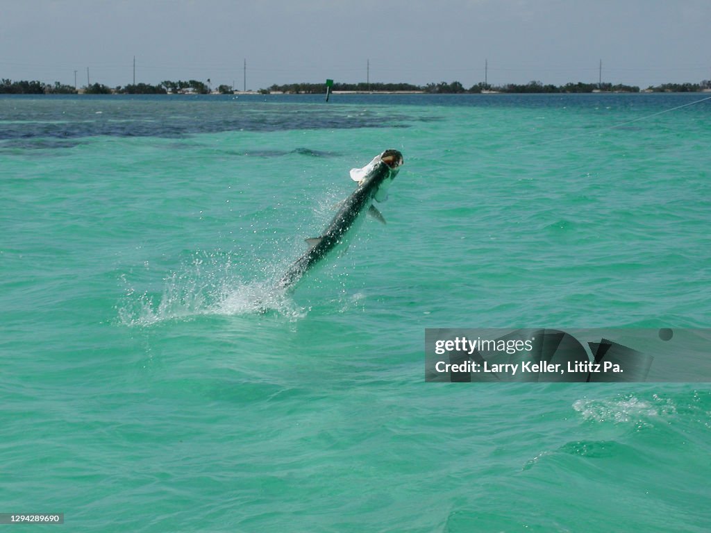Islamorada Tarpon hooked on a fly rod and fly-fishing