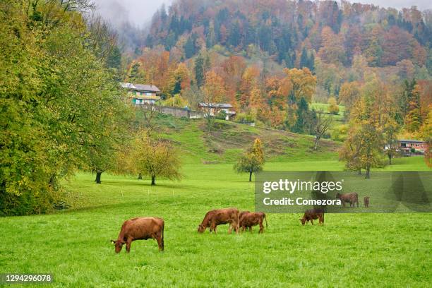 Bell Mountain Ranch Photos and Premium High Res Pictures - Getty Images