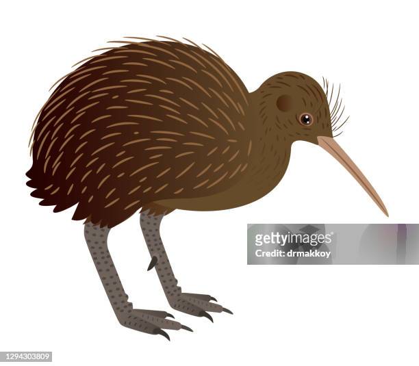 85 Kiwi Bird Vector Photos and Premium High Res Pictures - Getty Images