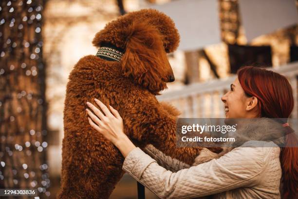 entzückende pudel will seinen besitzer umarmen - standard poodle stock-fotos und bilder